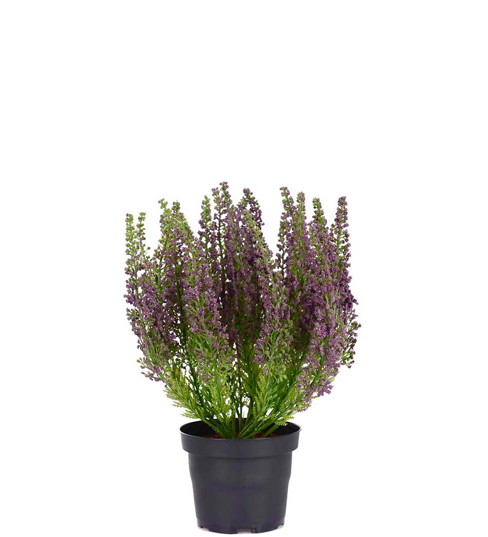 Mr Plant kanerva ruukussa liila 28cm
